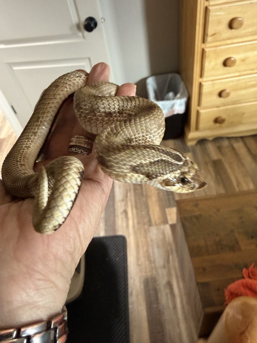 Hognose Snake