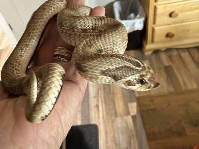 Hognose Snake