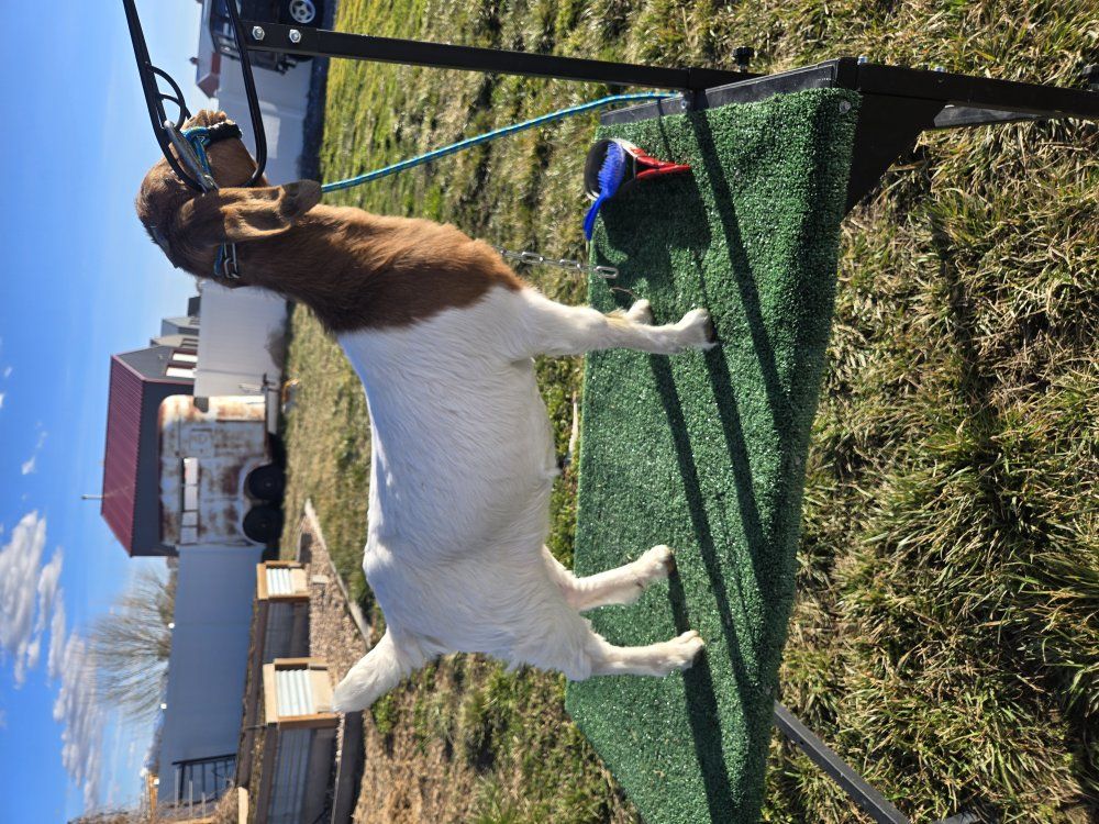 4H Show/Fair Goats