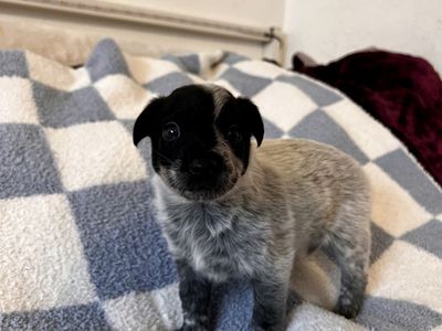 Amazing Family, heeler Border Collie Mixed Puppies