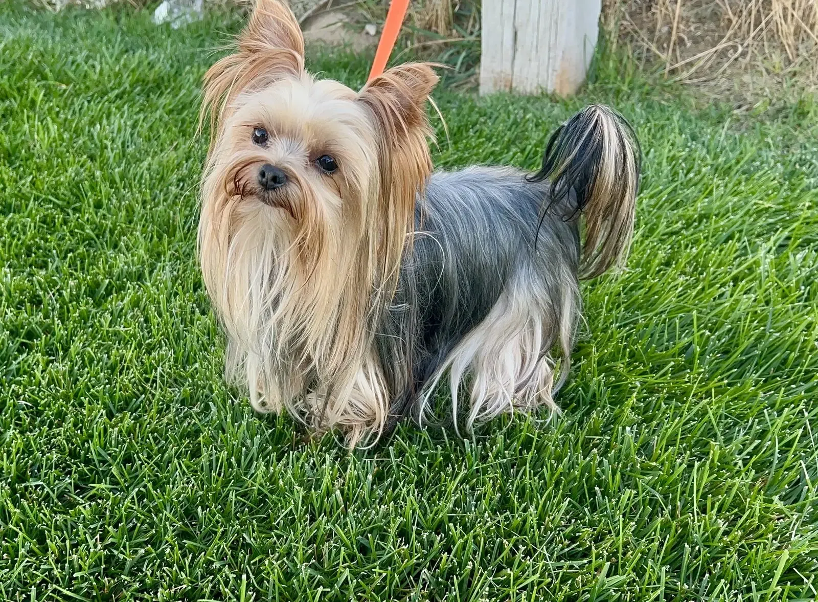 Purebred mini Yorkie Stud Mickey service only yorkshire tea cup 3.9Lb monta boys girls cria camada Yorki cachorros puppies