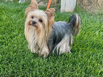Purebred mini Yorkie Stud Mickey service only yorkshire tea cup 3.9Lb monta boys girls cria camada Yorki cachorros puppies