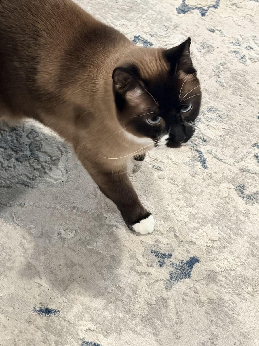 Two indoor sisters looking for a forever home