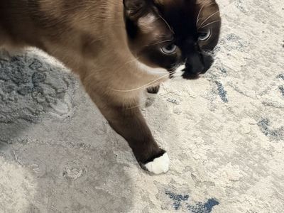 Two indoor sisters looking for a forever home