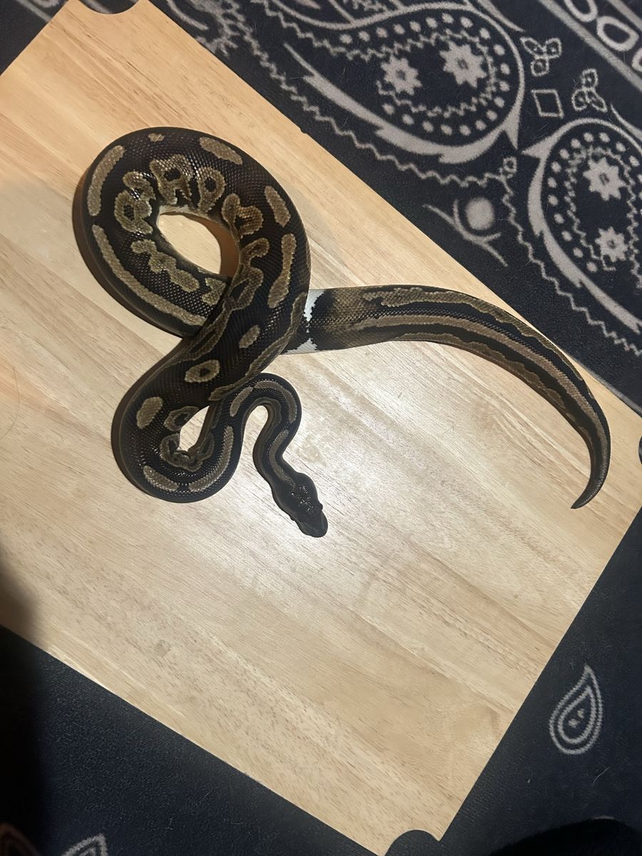 Ringer Ball Python