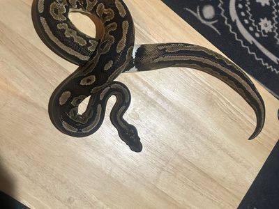 Ringer Ball Python