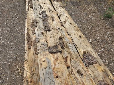 intentional first cuts, live log rounds