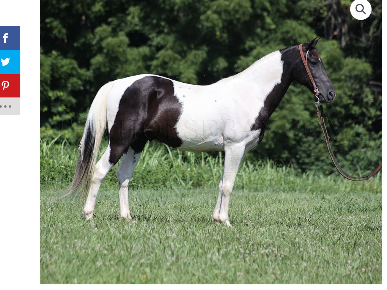TWH gelding gaited