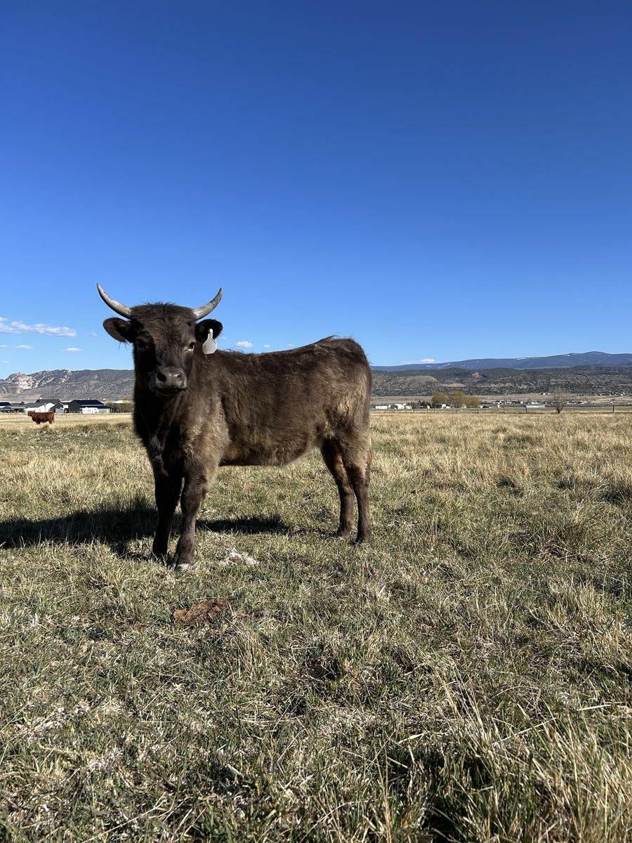 Miniature Highland, White Park Cross Heifer