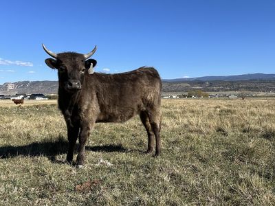 Miniature Highland, White Park Cross Heifer