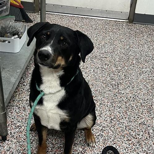 Hello my name is Arnie