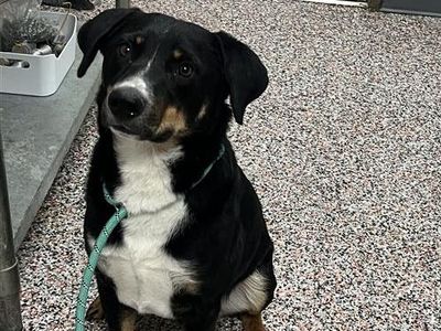 Hello my name is Arnie