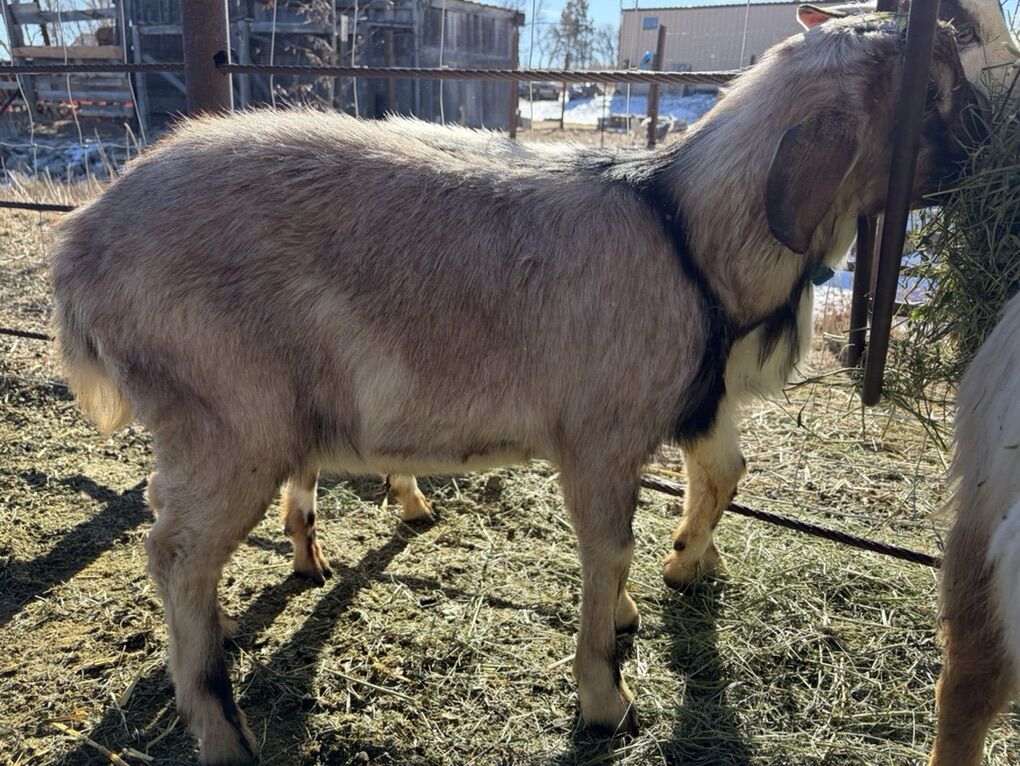 6th Generation Purebred Mini Nubian Buck