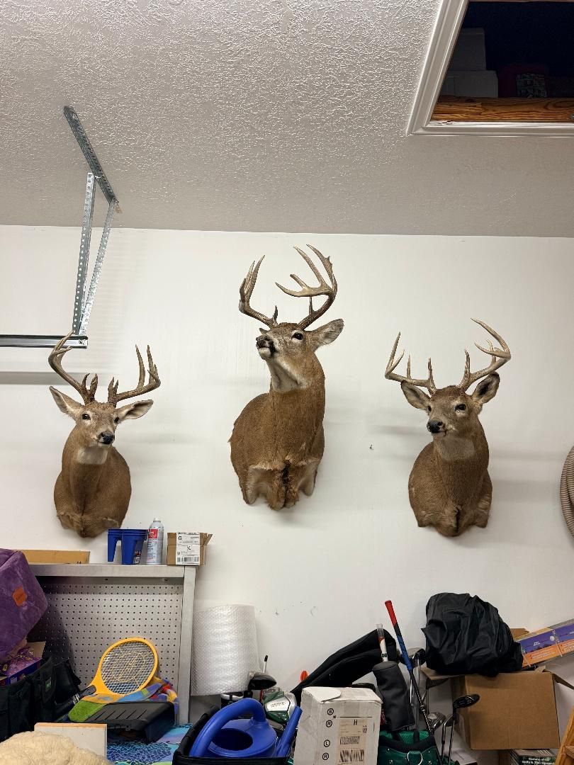 Taxidermy Deer Shoulder Mounts