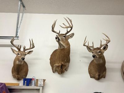 Taxidermy Deer Shoulder Mounts