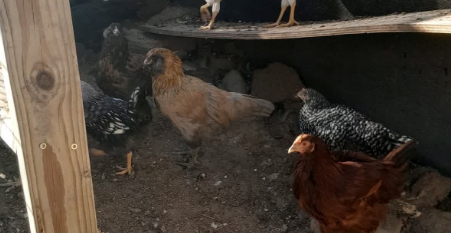 Chickens(Pullets) for sale, 16 weeks