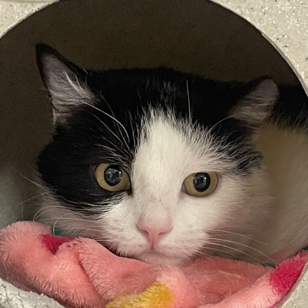 Hello my name is Rorschach