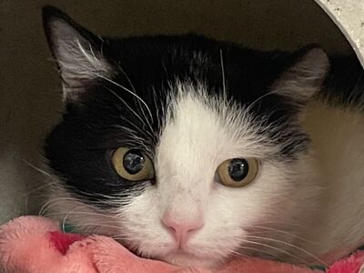 Hello my name is Rorschach