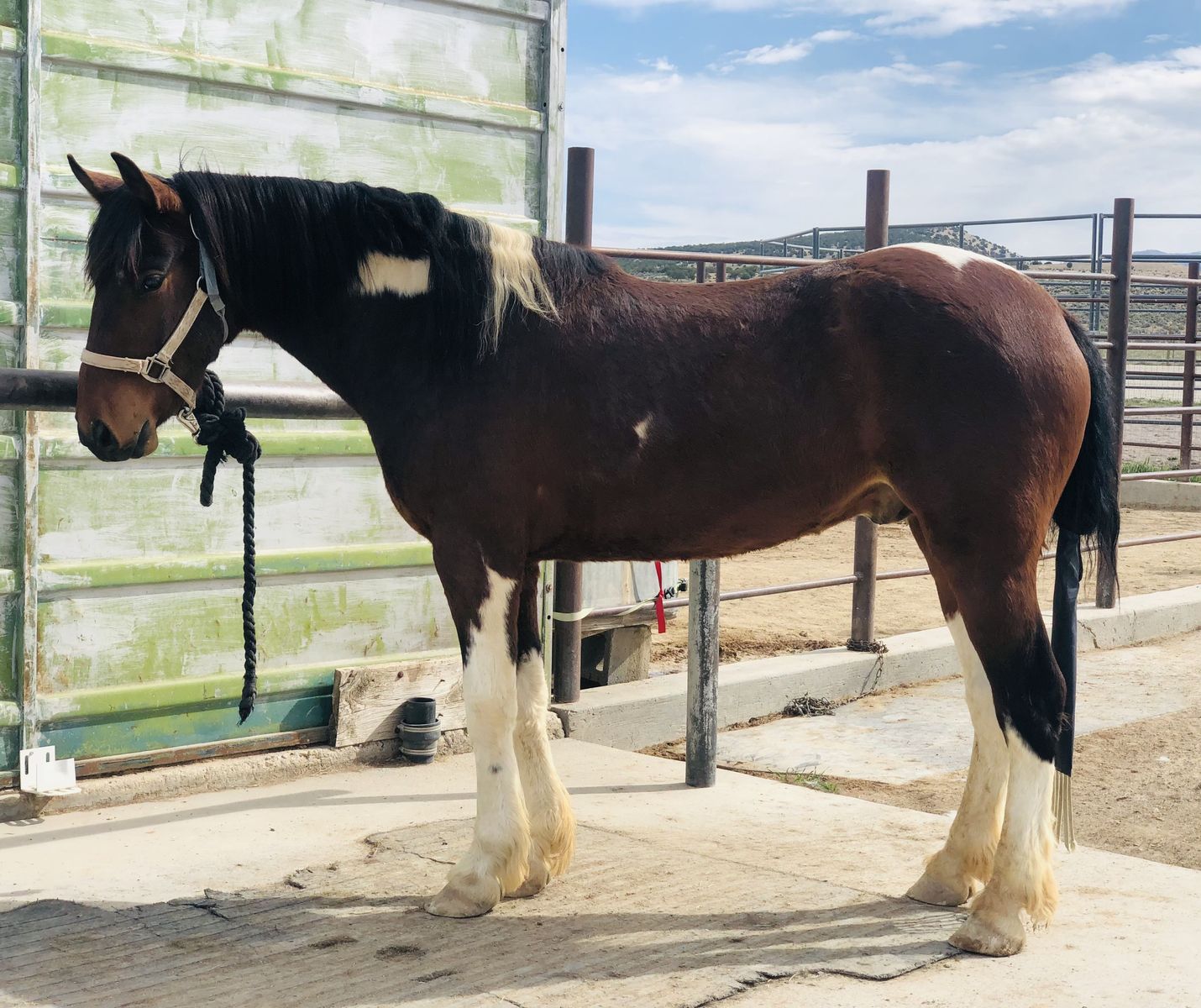 3-4 year old Pinto Mustang Gelding