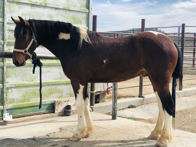 3-4 year old Pinto Mustang Gelding