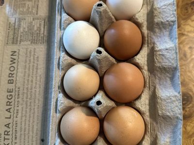 Eggs From Free Chickens
