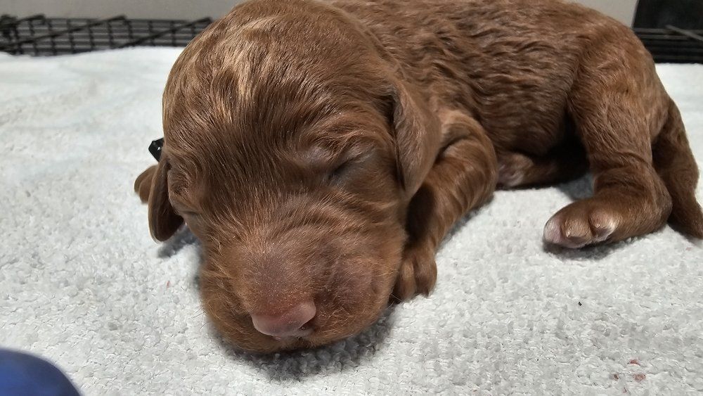 Red F1BB goldendoodles ready 4.21