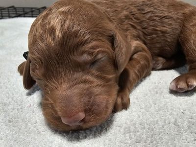 Red F1BB goldendoodles ready 4.21