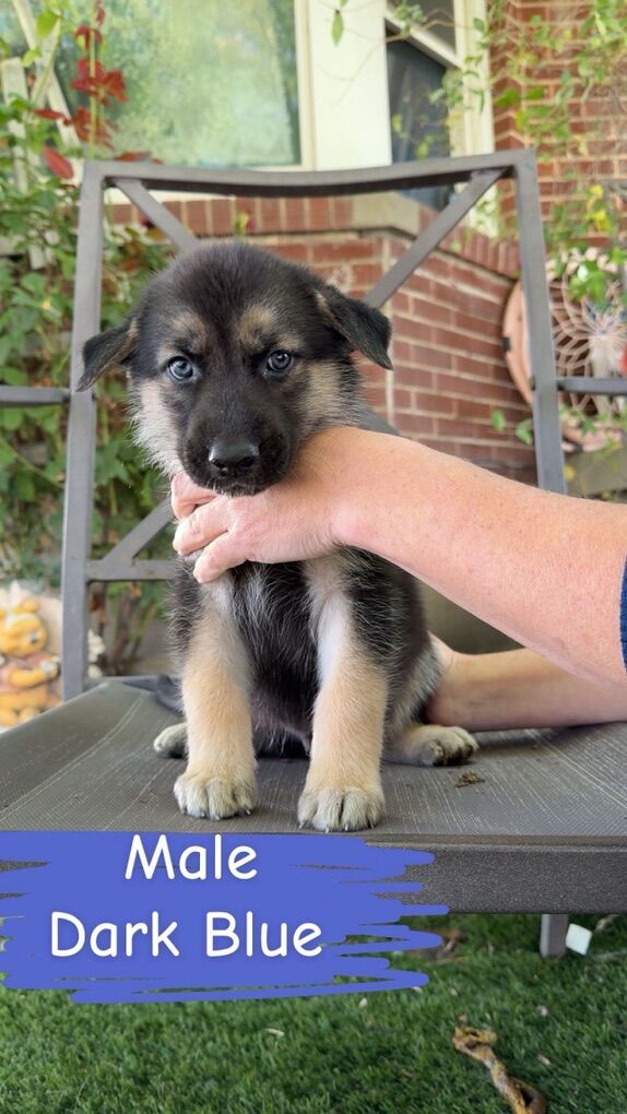 German Sheperd Husky Puppy