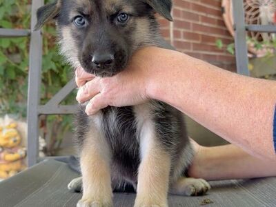 German Sheperd Husky Puppy