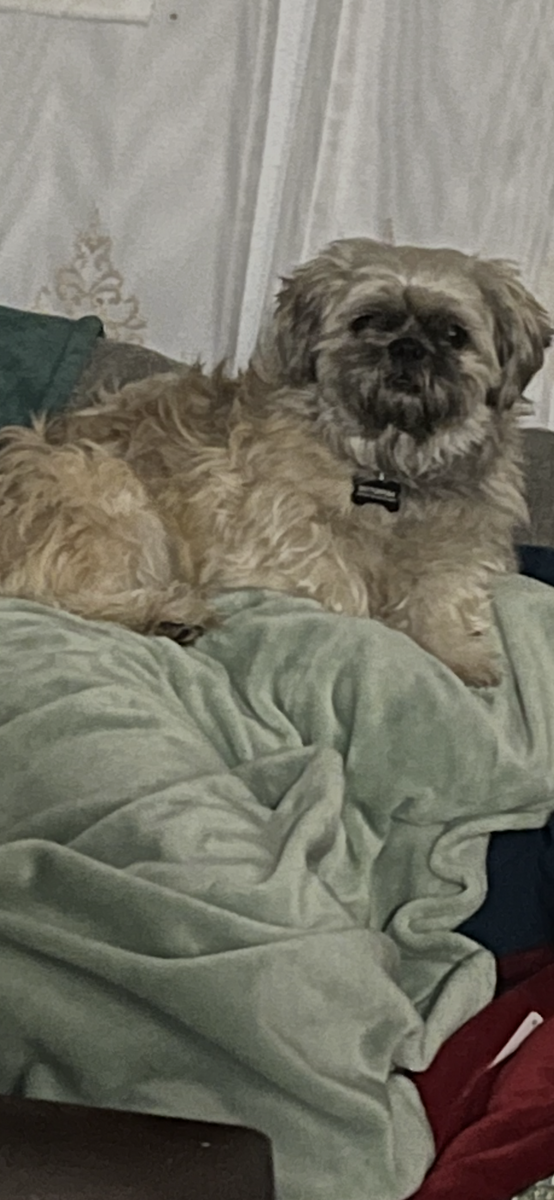 Shih Tzu Male for sale