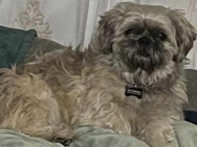 Shih Tzu Male for sale