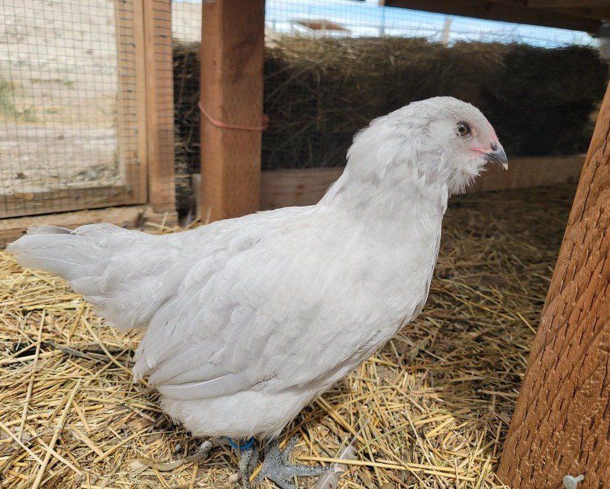 Self Blue/Lavender Ameraucana Cockerel