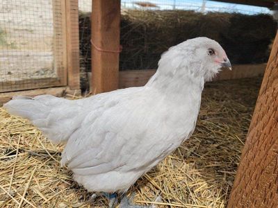 Self Blue/Lavender Ameraucana Cockerel