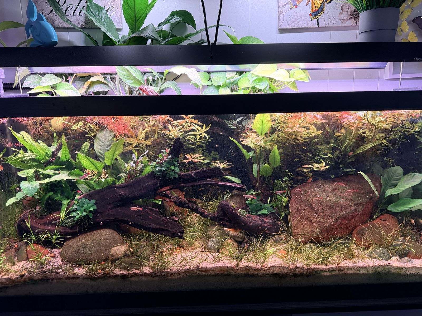 Fish for Sale