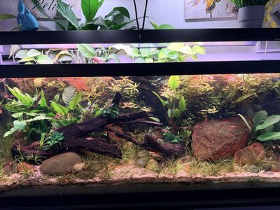 Fish for Sale