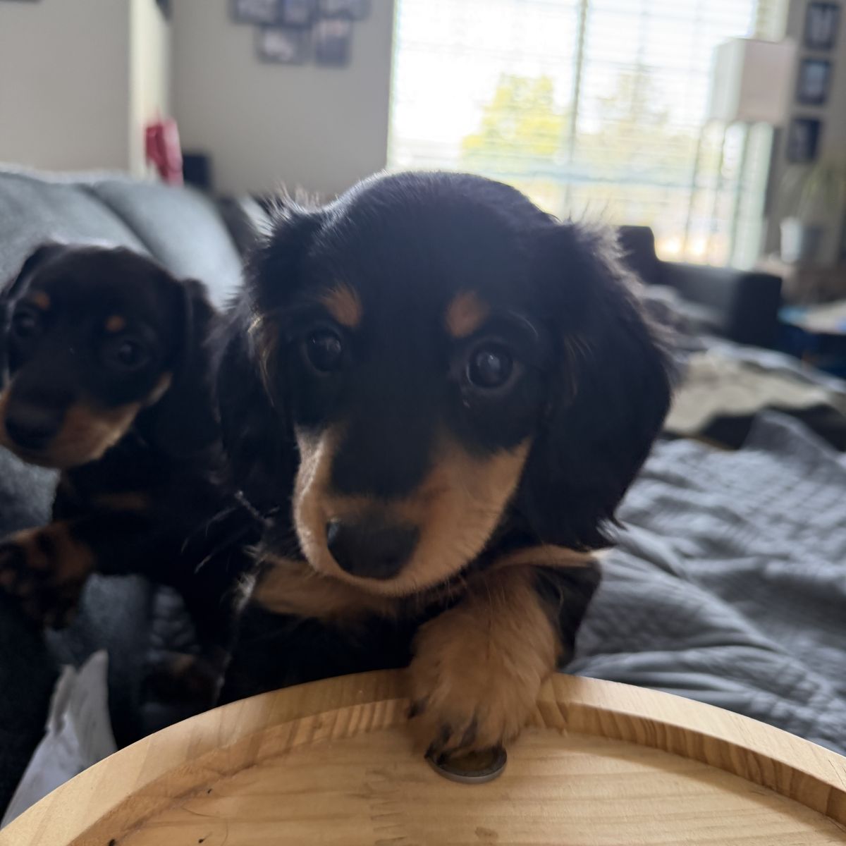 Mini Wiener dogs (Dachshund) puppies ready soon