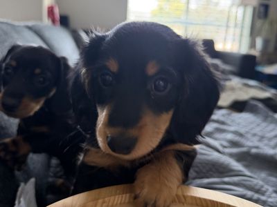 Mini Wiener dogs (Dachshund) puppies ready soon