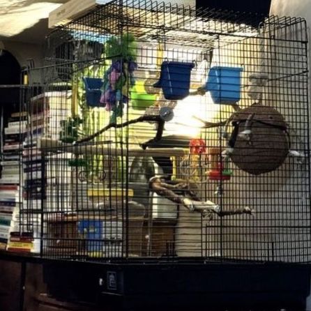 Large Black Metal Bird Cage for Parakeets, Budgies, or Small Birds