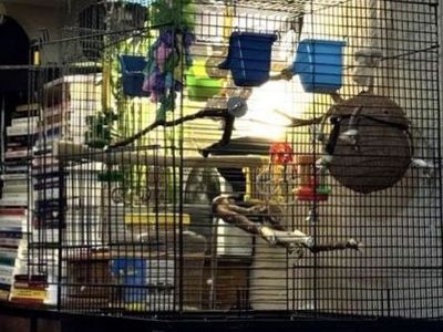 Large Black Metal Bird Cage for Parakeets, Budgies, or Small Birds