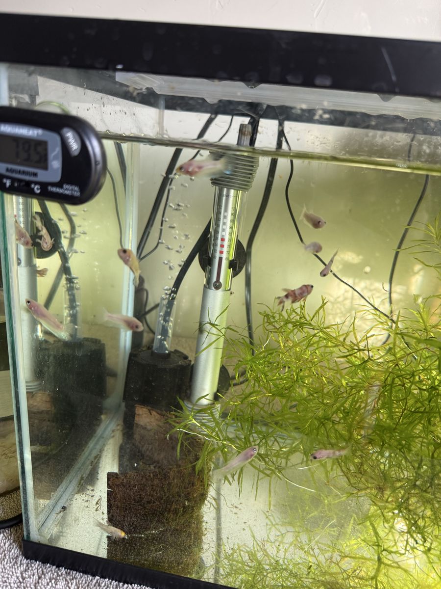 Baby Giant Bettas (Colors may vary)