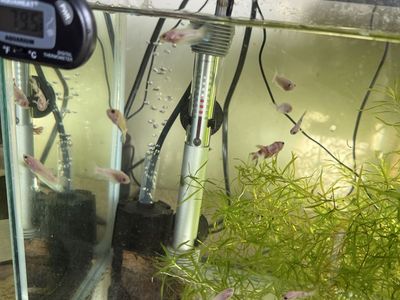 Baby Giant Bettas (Colors may vary)