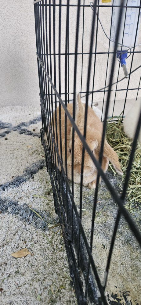 Female caramel colored bunny