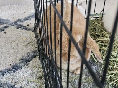 Female caramel colored bunny