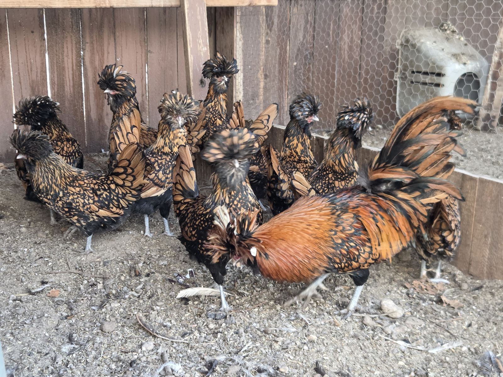 Gold Laced Polish Chicks