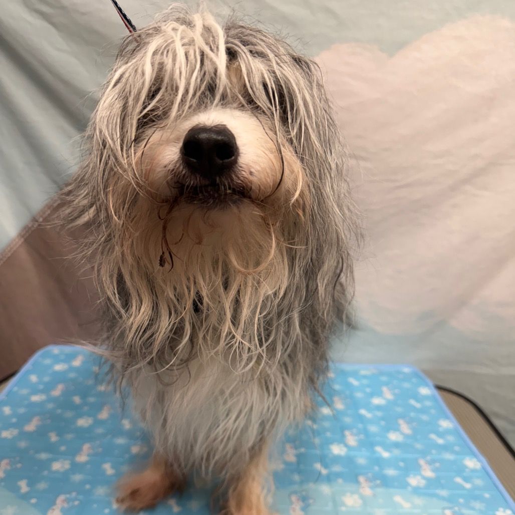 Hello my name is Chickpea