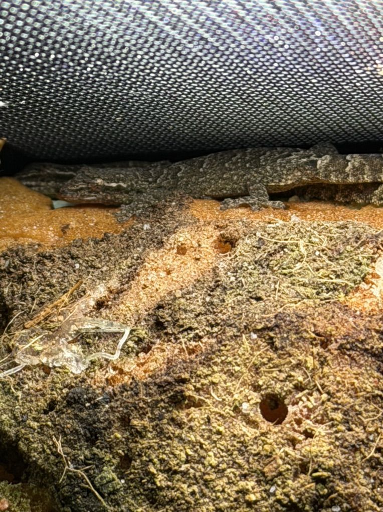 Adult Mourning Geckos