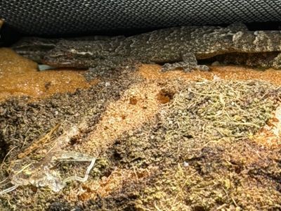 Adult Mourning Geckos