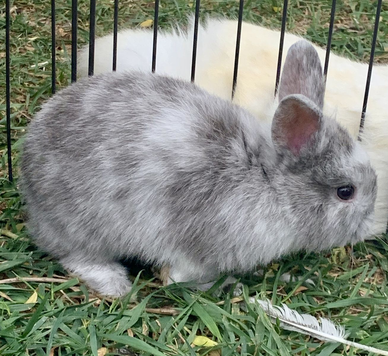 Beautiful Harlequin HollandLop-NDwarf Baby Bunnies