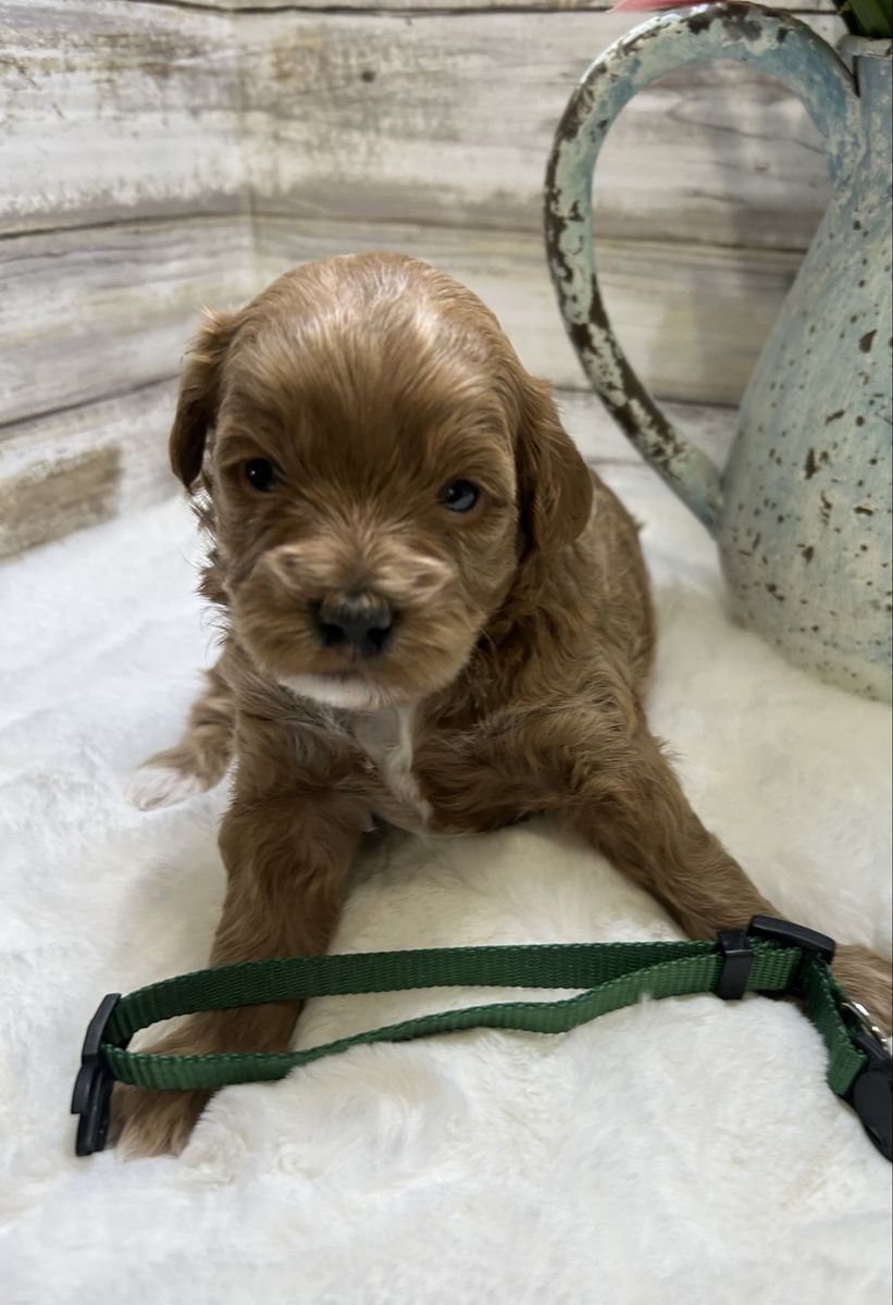 Adorable Tiny Mini Goldendoodles