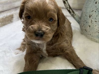Adorable Tiny Mini Goldendoodles